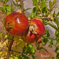 Granatapfel (Punica granatum)